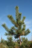 Pinus friesiana. Верхушка молодого растения (возраст растения — ок. 8 лет). Мурманская обл., Терский р-н, с. Кашкаранцы; Кольский п-ов, Кандалакшский берег, приморская вороничная тундра. 14.09.2021.