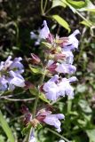 Salvia tomentosa. Верхушка соцветия. Крым, гора Ю. Демерджи, лиственный лес, обочина тропы. 16.07.2021.