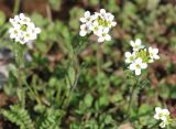 Cardamine uliginosa