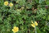 Potentilla reptans