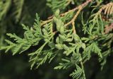 Thuja occidentalis. Ветвь с молодыми шишками. Томская обл., г. Томск, Академгородок, у дороги. 18.07.2023.