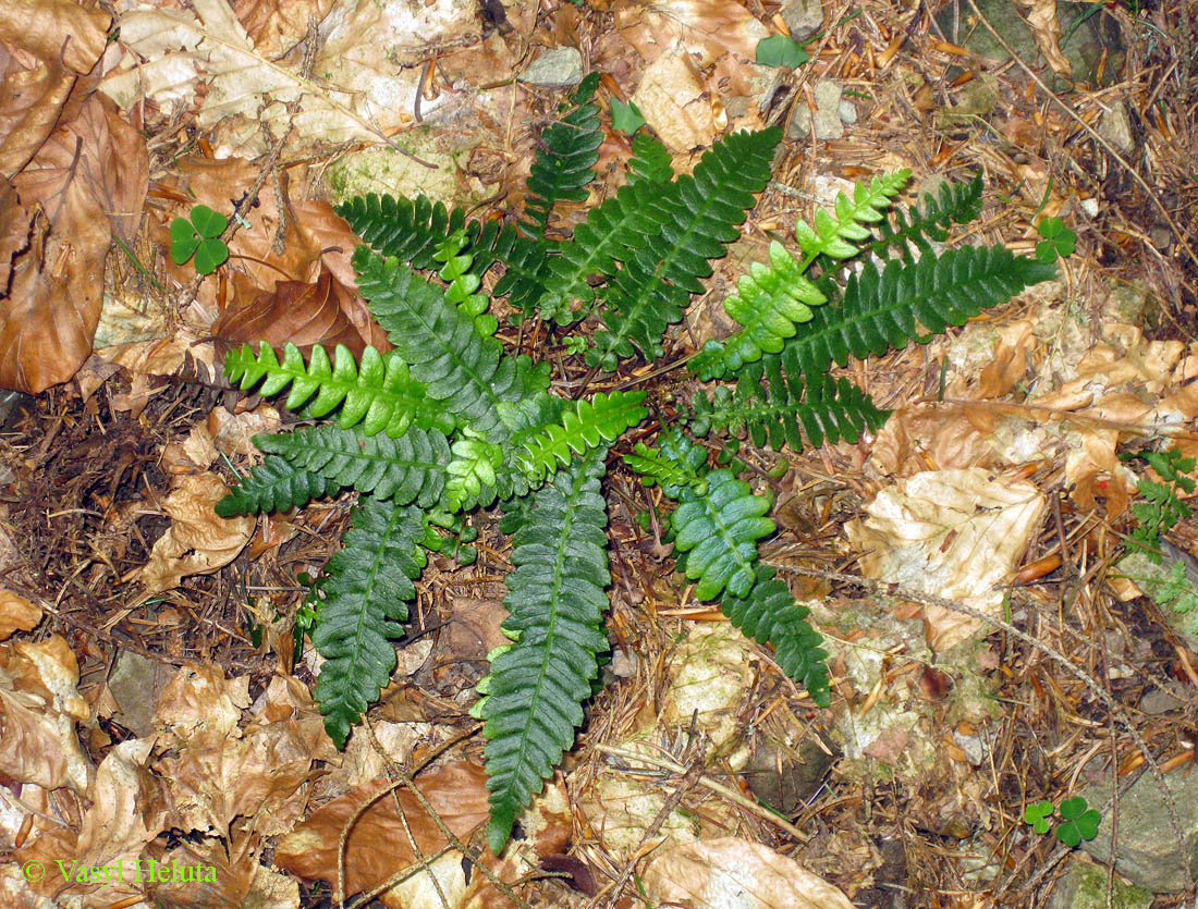 Изображение особи Blechnum spicant.