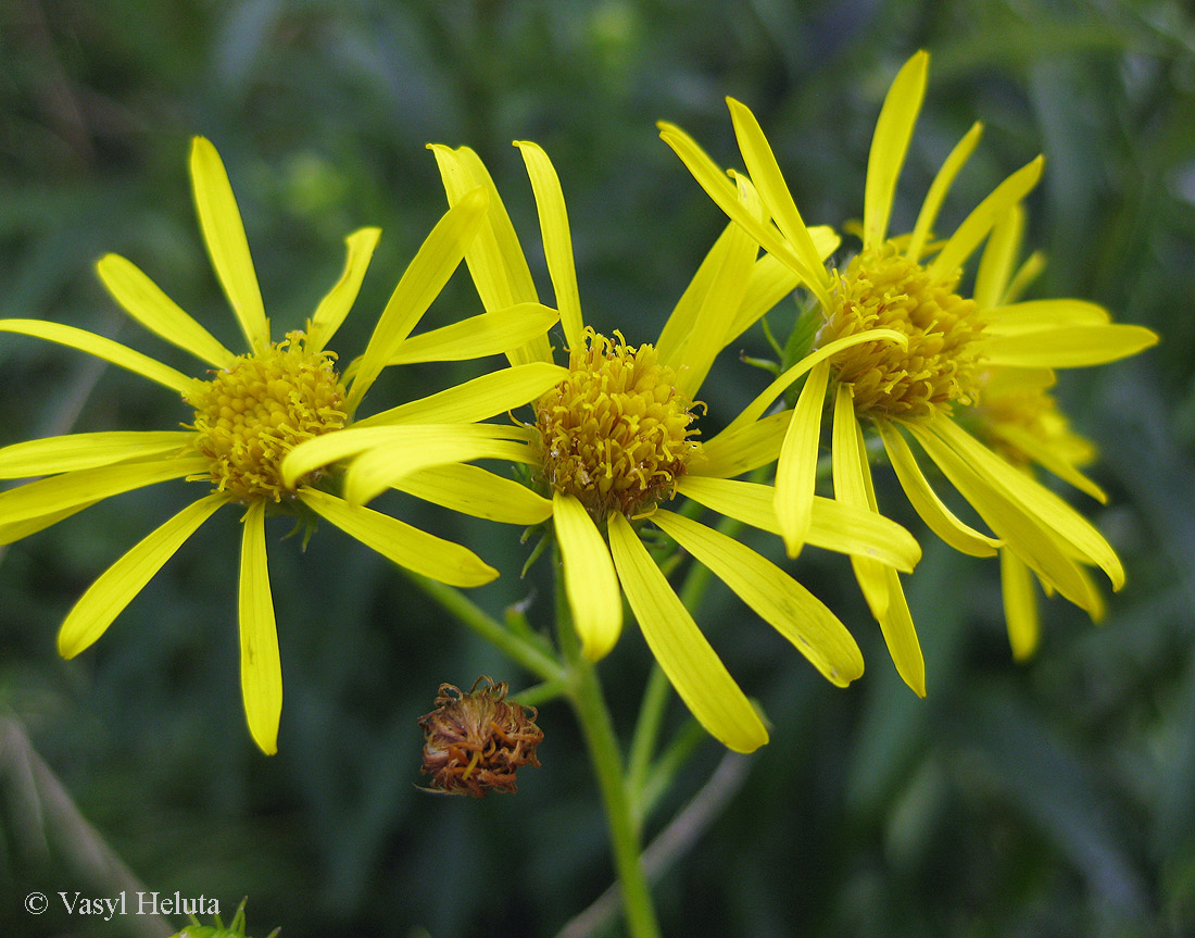 Изображение особи Senecio paludosus.