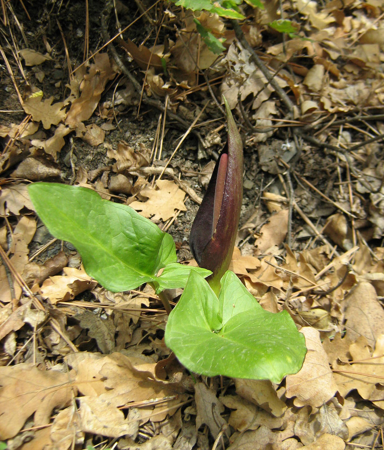 Изображение особи Arum elongatum.