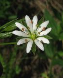 Stellaria graminea. Цветок сверху. Крым, окр. с. Перевальное, урочище Аян. 11 мая 2012 г.