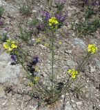 Erysimum canescens