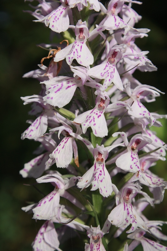 Изображение особи Dactylorhiza maculata.