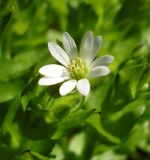 Stellaria neglecta