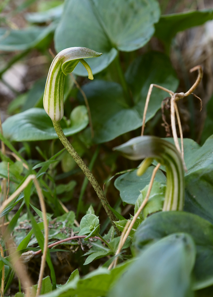 Изображение особи Arisarum vulgare.