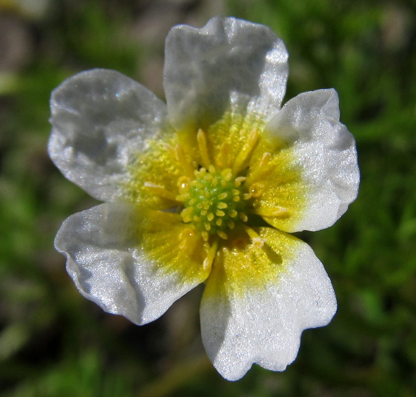 Изображение особи Ranunculus baudotii.