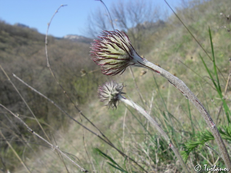 Image of Jurinea roegneri specimen.