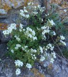 Saxifraga irrigua