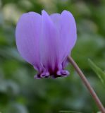 Cyclamen graecum