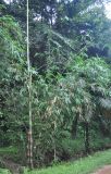 genus Bambusa. Вегетирующее растение. Таиланд, национальный парк Си Пханг-нга. 19.06.2013.