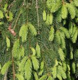 Picea abies. Ветви с молодыми побегами ('Inversa'). Германия, г. Дюссельдорф, Ботанический сад университета. 04.05.2014.