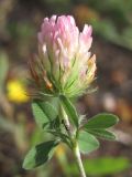 Trifolium squamosum