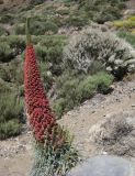 Echium wildpretii