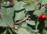 Cotoneaster integerrimus