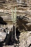 Rosularia subspicata