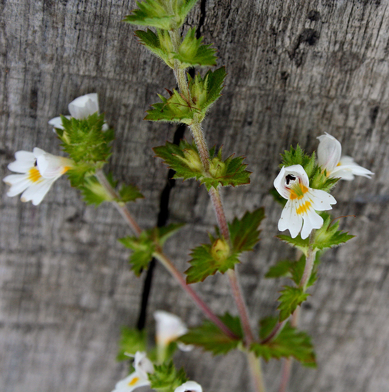 Изображение особи Euphrasia rostkoviana.