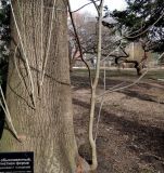 Fraxinus excelsior