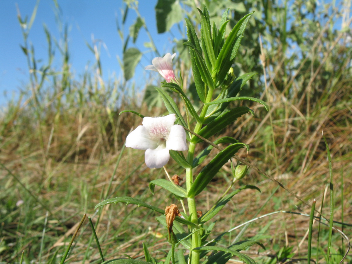 Изображение особи Gratiola officinalis.