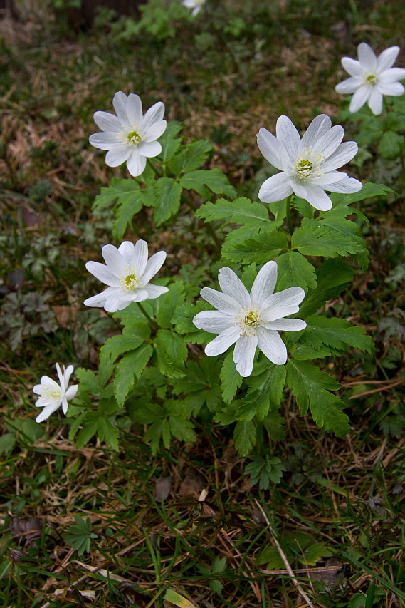 Изображение особи Anemone altaica.