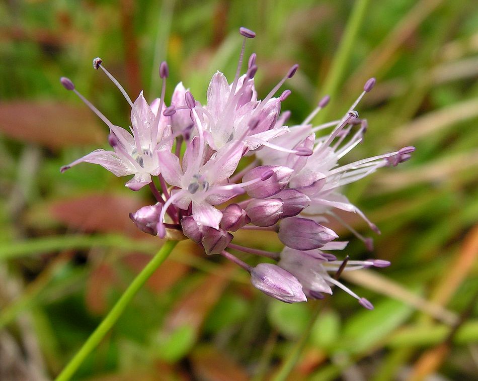 Изображение особи Allium maackii.