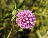 Trifolium medium. Верхушка побега с соцветием. Амурская обл., Бурейский р-н, окр. с. Малиновка. 18.07.2016.