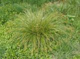 Carex elongata. Плодоносящее растение. Украина, Тернопольская обл., Кременецкий р-н, окраина г. Почаев, влажный луг севернее города. 31.05.2015.