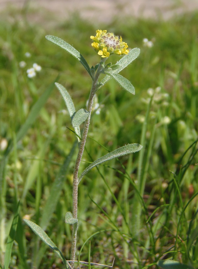 Изображение особи Alyssum turkestanicum var. desertorum.