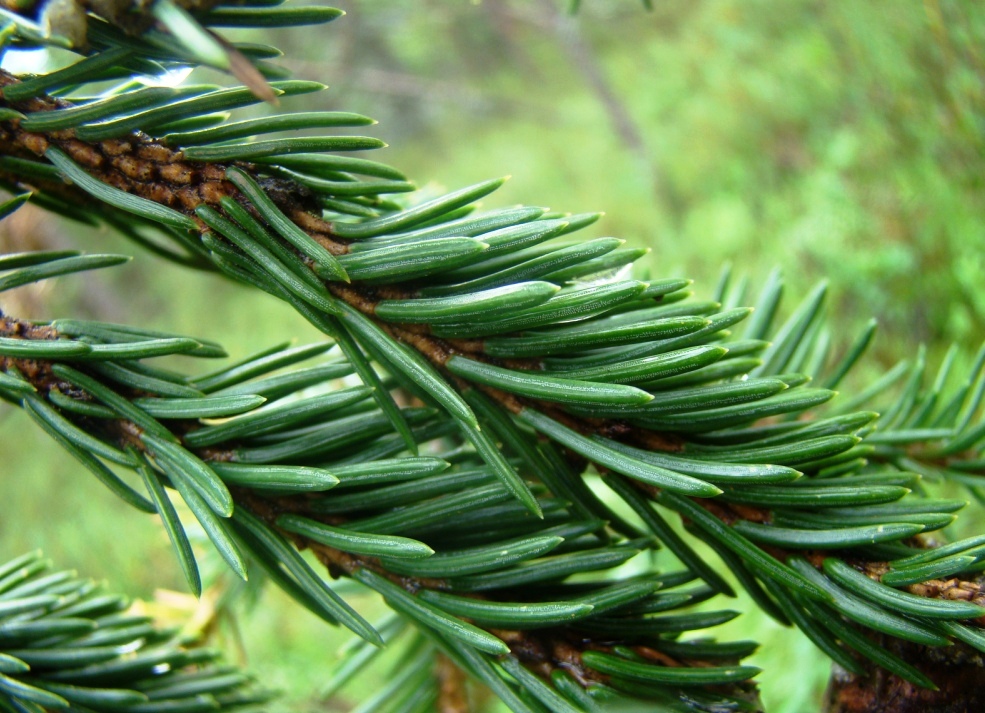 Изображение особи Picea obovata.