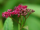 Spiraea japonica. Соцветие. Польша, Подляское воеводство, окр. Нарвянского национального парка. 25.06.2009.