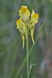 Linaria macroura