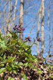 Pulmonaria obscura. Цветущие растения в сообществе с Aegopodium podagraria. Ленинградская обл., Кировский р-н, окр. дер. Васильково, каньон реки Лава, широколиственный лес на склоне. 14.05.2017.