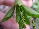 Mercurialis perennis