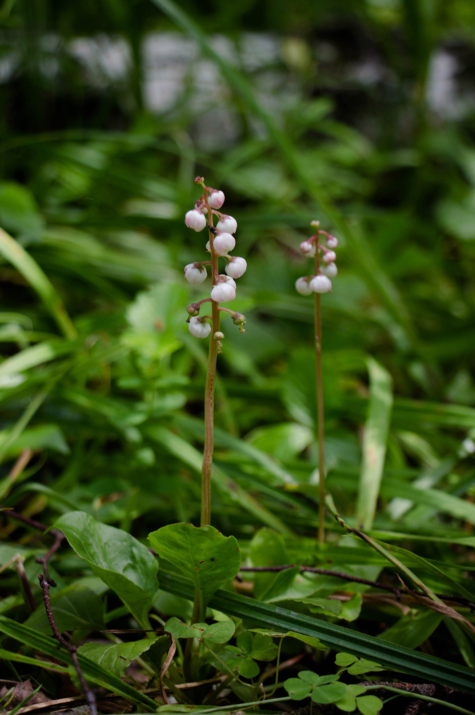 Изображение особи Pyrola minor.