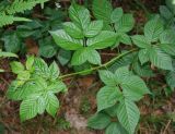 Rubus nessensis. Побег. Орловская обл., национальный парк \"Орловское Полесье\". 03.07.2007.