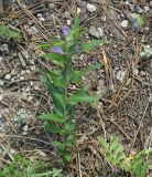 Polygala sibirica