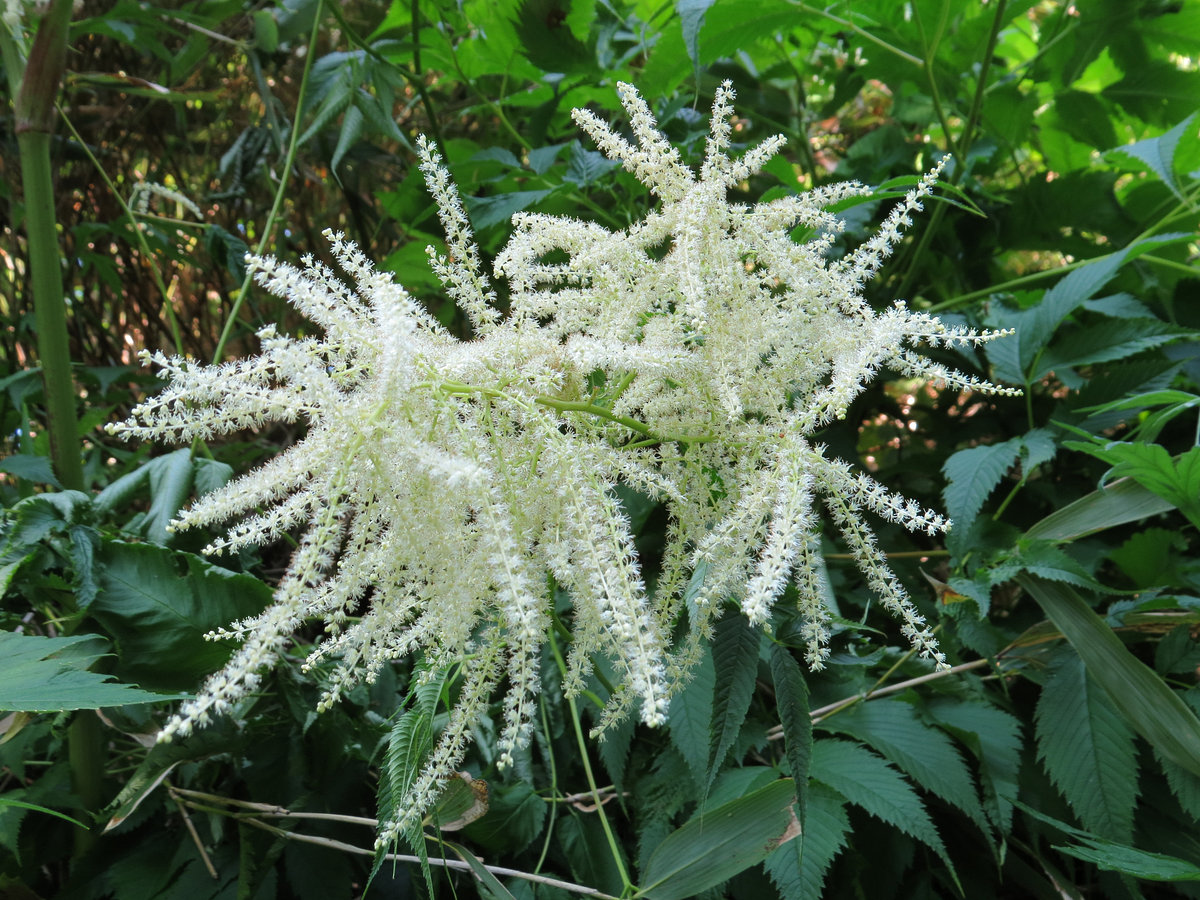 Изображение особи Aruncus dioicus.