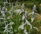 Stachys byzantina