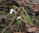 Galanthus nivalis