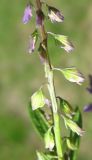 Polygala amarella