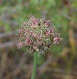 Allium montanostepposum