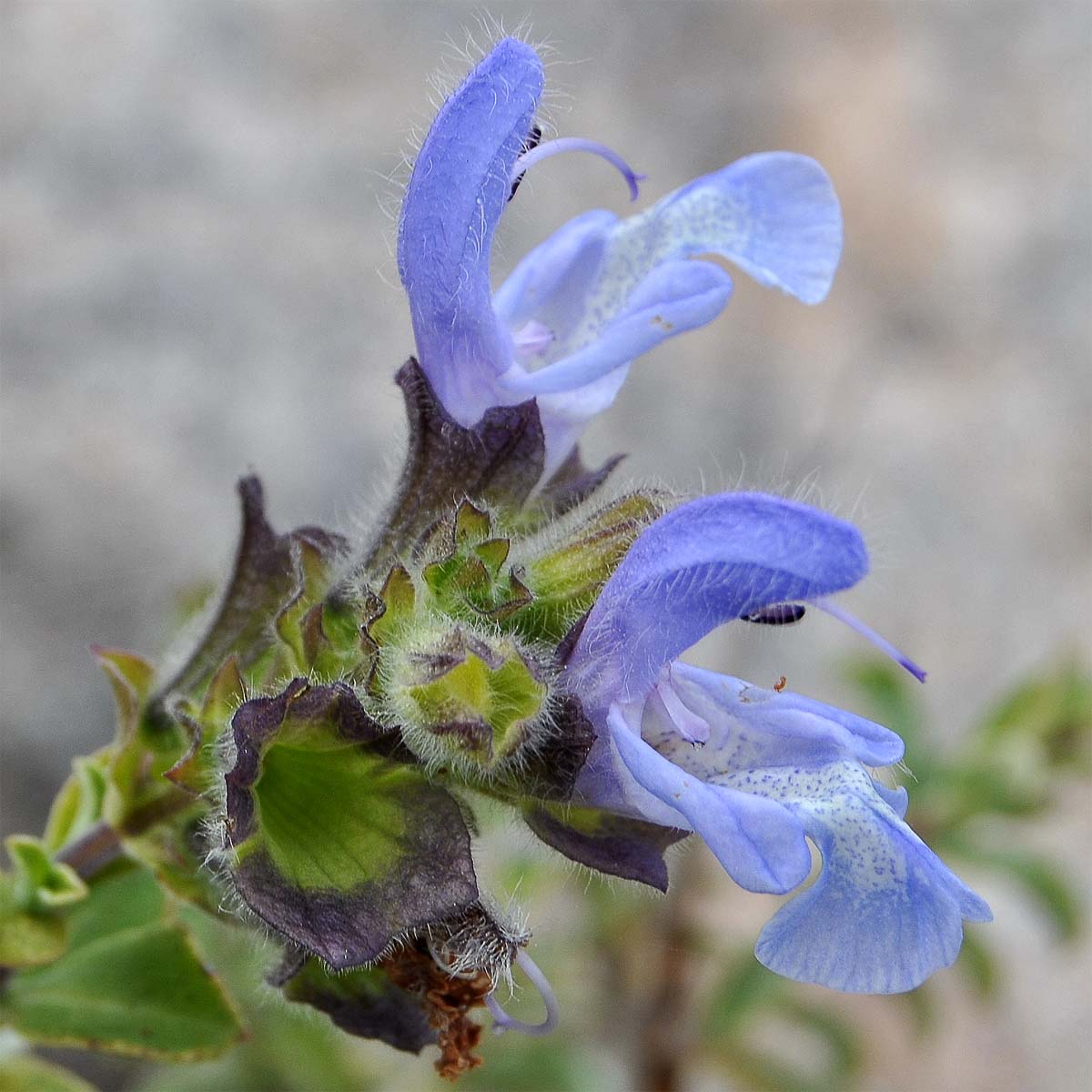 Изображение особи Salvia africana.