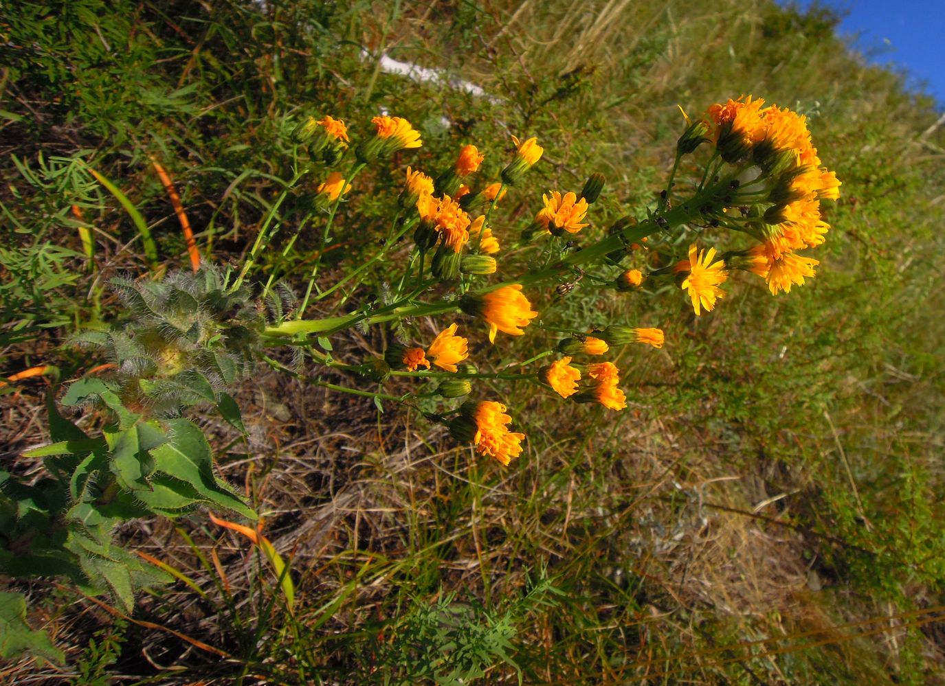 Image of Hieracium virosum specimen.