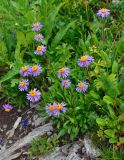 Erigeron flaccidus