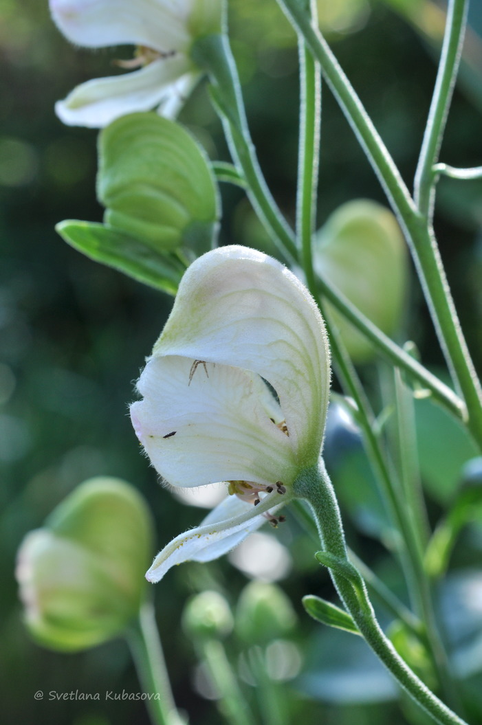 Изображение особи Aconitum napellus.