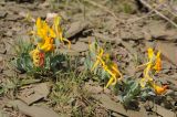 Corydalis sewerzowii. Цветущие растения. Казахстан, хр. Сырдарьинский Каратау, пер. Куюк, склон балки северо-восточной экспозиции. 20.03.2019.