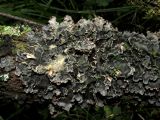 Peltigera collina